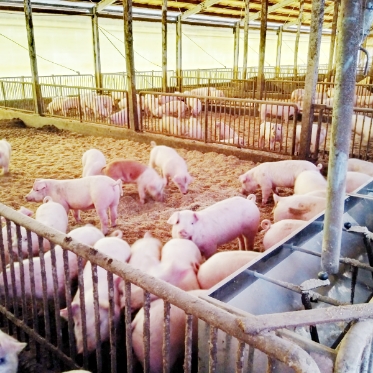 国産飼料で育てる国産豚肉のイメージ